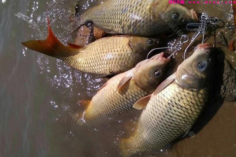 钓鱼：饵料和装备只是基础，想钓到鱼就要学会“找鱼”