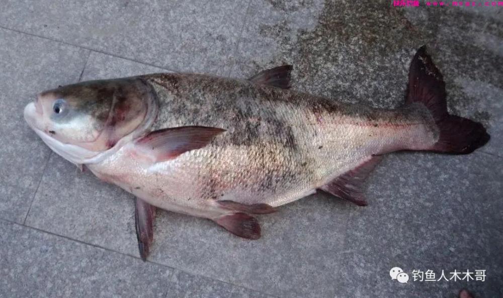 鲢鳙鱼吃饵的6个漂相，不论钓底还是钓浮，
