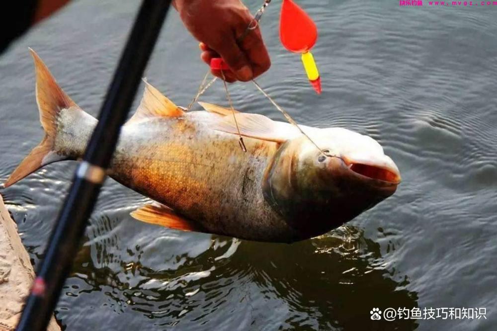 使用海竿钓鲢鳙的3种鱼饵，只要味型配对了