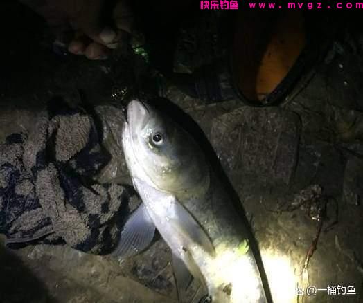 夜钓鲢鳙方法与技巧