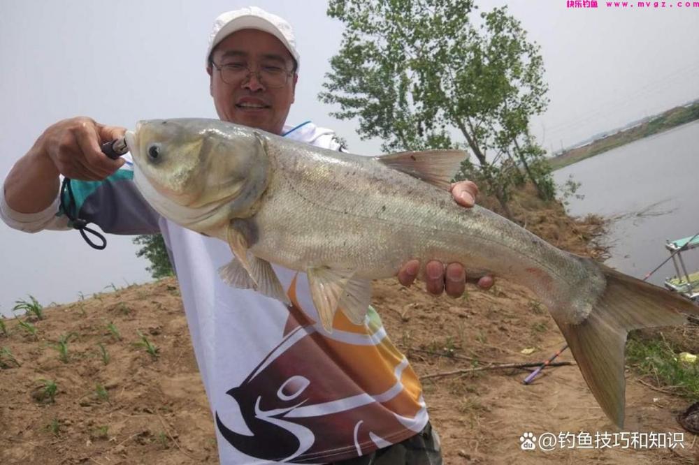深秋钓鲢鳙的4个要点，南方和北方有显著的