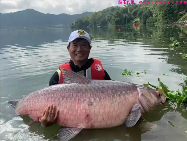 同体型什么鱼力气最大？鲢鳙甚至上不了榜，