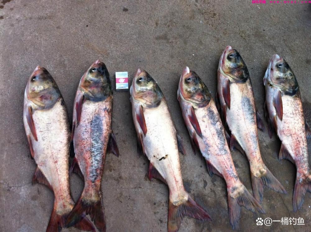 钓鲢鳙装备推荐，依据自身实战经验