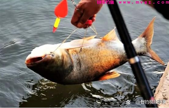 夏季手竿钓鲢鳙，教你3个“连竿秘诀”，学
