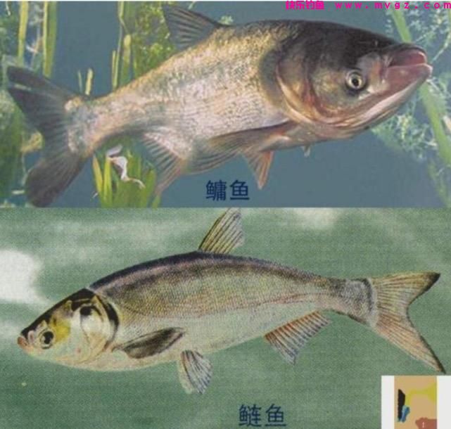 夏季钓鲢鳙，新手掌握好这三点，你也能盘老
