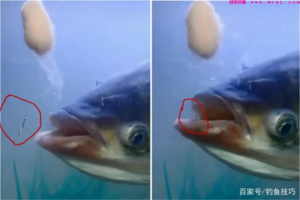 野钓就没什么鱼好钓，如果有？那就是鲢鳙，