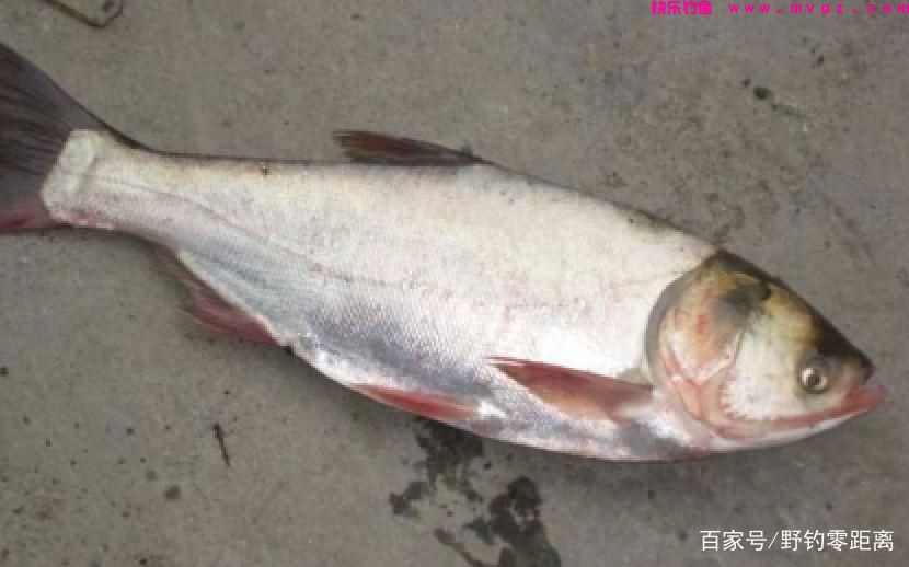 关于鲢鳙不得不说的故事，作为钓鱼人必须要