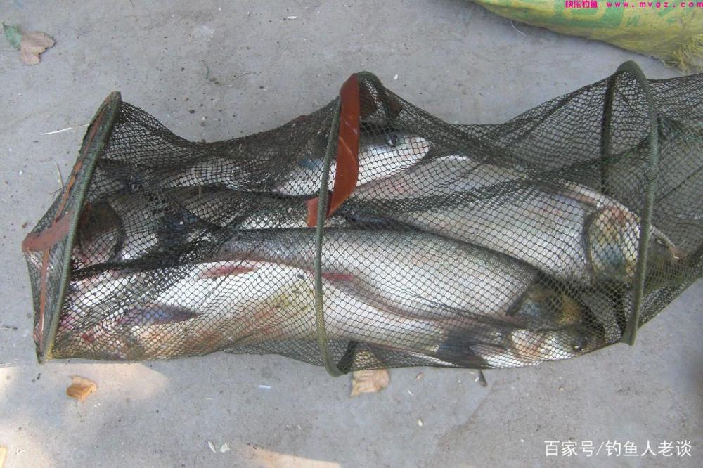 要想钓好鲢鳙，如果不注意这4个细节，再牛