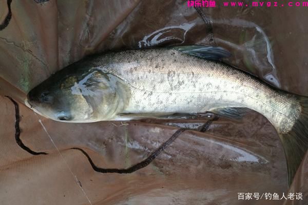 盛夏季节钓鲢鳙，教你5个选钓位的技巧，渔
