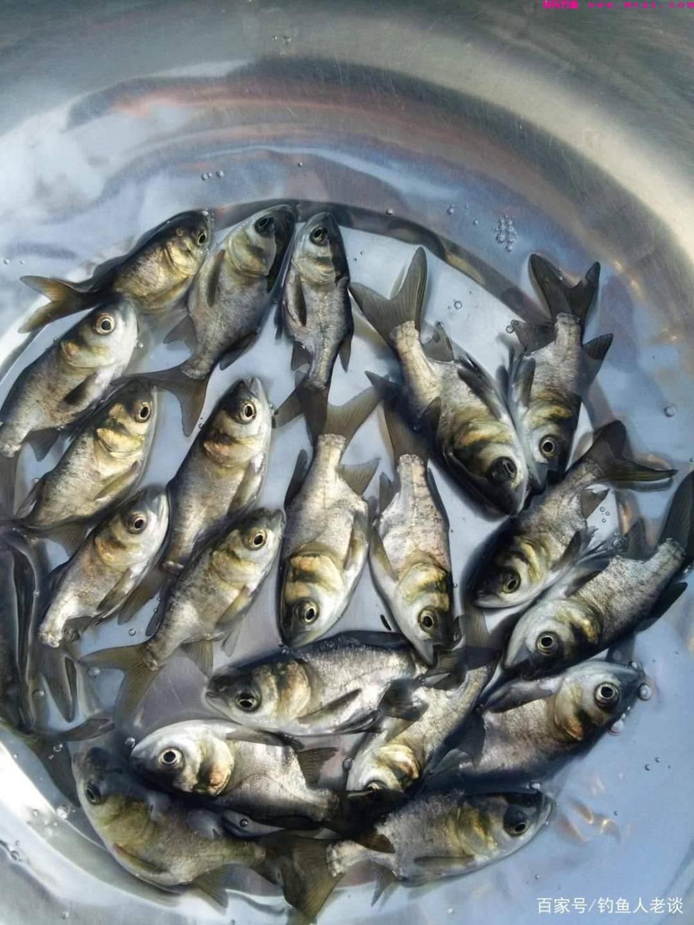 夏天学会这些钓鲢鳙的技巧，像邓刚老师一样