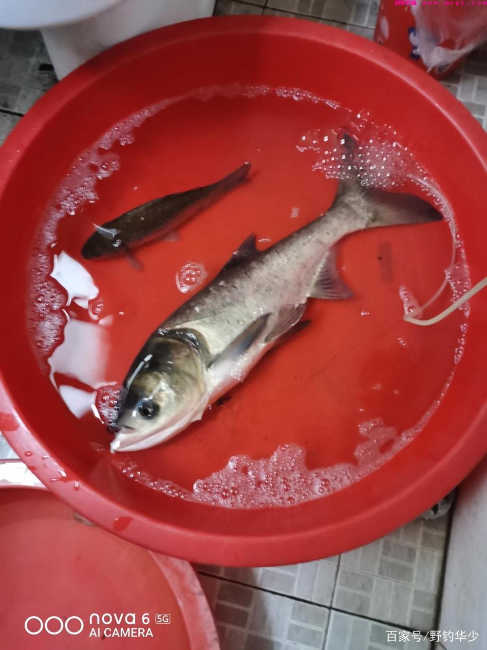 如何轻松钓鲢鳙今天就教你