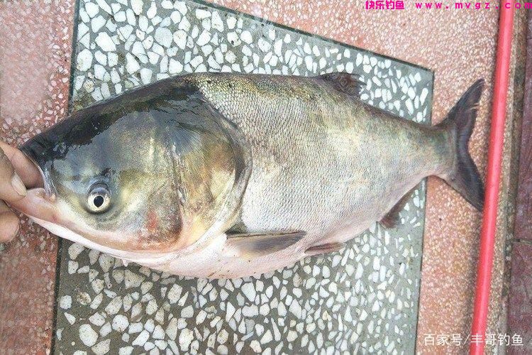 钓鲢鳙要注意的几点，想要鲢鳙钓的大这点很