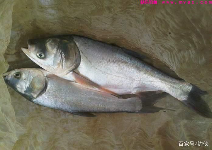 水库钓鲢鳙鱼配方：钓鲢鳙这样效果好