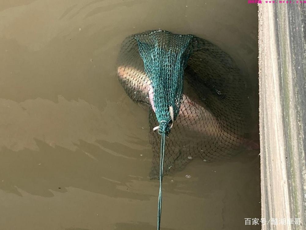 野钓鲢鳙，新手入门，解密新手不太了解的内