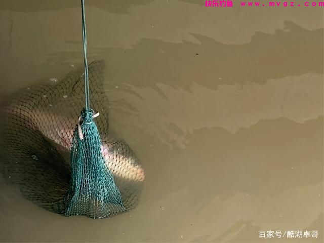 手竿钓鲢鳙，如何才可以提高正口率，这个方