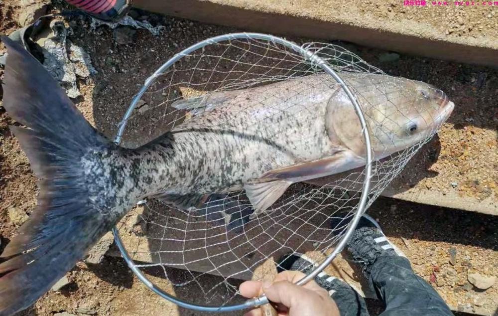 鲢鳙新钓法，用上这几个“绝招”，每次拉到