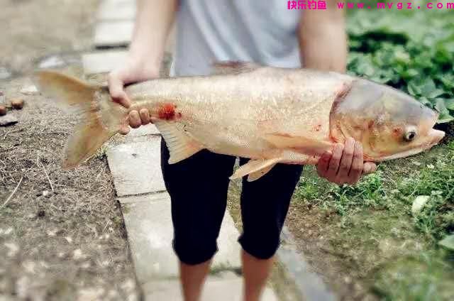 夏季鲢鳙很好钓，学会这些方法，鲢鳙连竿上