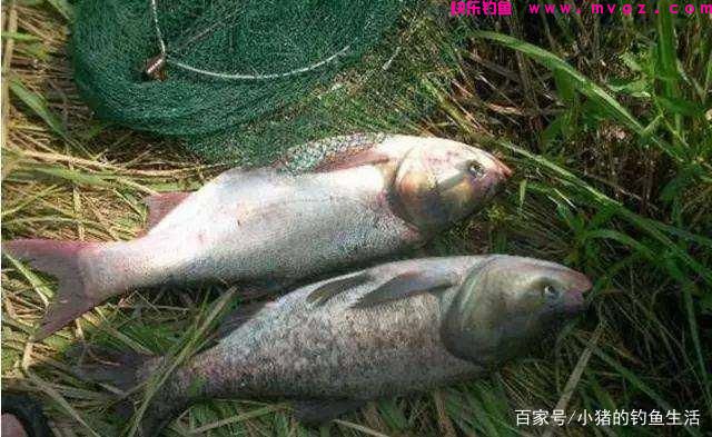 为什么夏天容易钓鲢鳙？怎么钓？
