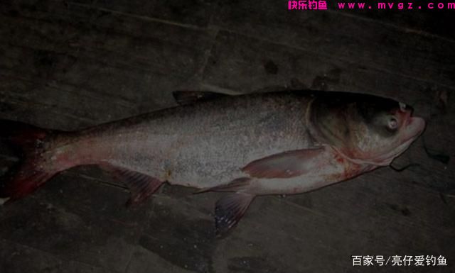 实战经验分享，这样垂钓鲢鳙，效果更好，渔
