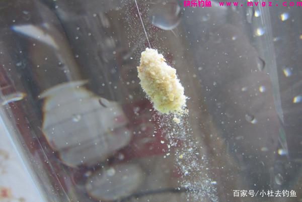 钓鲢鳙鱼注意好这些细节，只要掌握好方法，