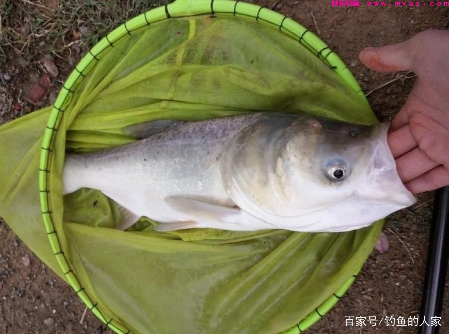 蚯蚓守钓鲢鳙，钓获一条5斤的长江鲢鳙鱼，
