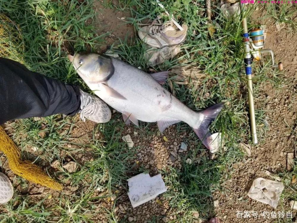 春季如何钓鲢鳙鱼？注意钓法和饵料，鱼儿一样上得欢钓得爽歪歪！