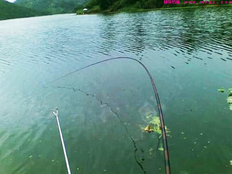 手竿钓鲢鳙其实不难，前提是得掌握这些技巧
