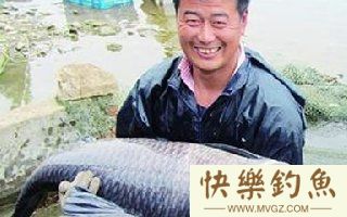 各地高手分享钓大青鱼的技巧