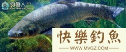 非常实用的钓青鱼技巧总结