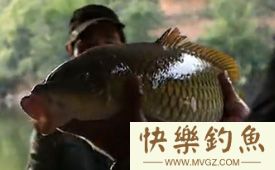 钓大青鱼的提竿时机和溜鱼技巧详解