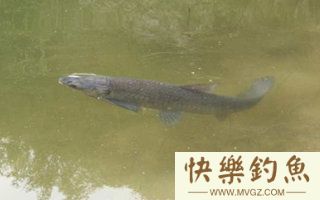 钓青鱼调漂方法及调五钓二图解