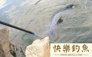 秋季湖库垂钓大青鱼的五个技巧