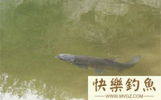 海竿夏钓青鱼的技巧及钓点选择