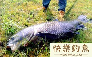 夏季海竿野钓青鱼的四个技巧