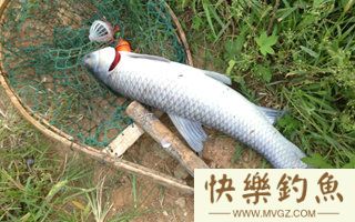 钓青鱼的五个实用经验技巧