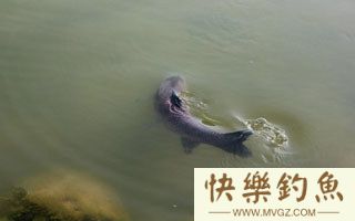 高手谈手、海竿水库钓大青的心得技巧