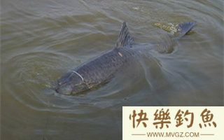 水库钓青鱼的手、海竿钓法的运用