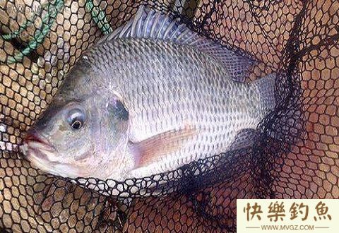 钓罗非鱼必备的钓竿、钓组、饵料、浮漂的配