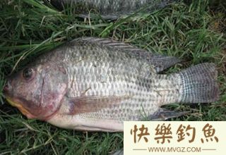 黑坑及竞技钓罗非鱼的三个技巧