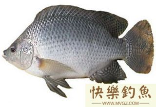 钓罗非的钓法、钓位和饵料选择