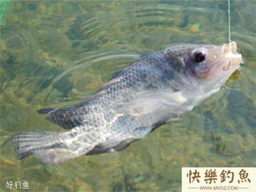钓罗非鱼的窝饵配方与装备选择技巧