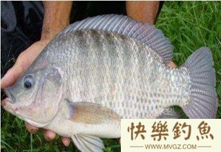 罗非鱼的习性与路亚罗非鱼的技巧