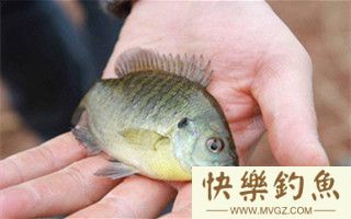 对付小罗非鱼闹钩的几个应对方法