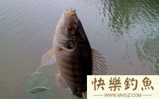老钓友四季钓罗非鱼经验总结