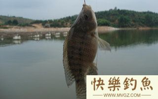 夏末钓罗非鱼的用饵选位技巧及钓法