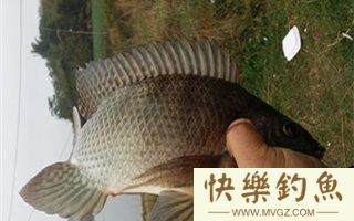 夏钓罗非鱼的钓具配置及选位用饵技巧