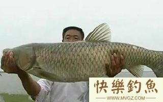 冬钓鲫鱼鲤鱼鳊鱼技巧详细分析