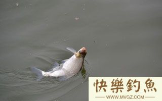 夏季水库钓鳊鱼的技巧