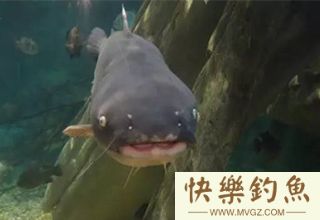 鲶鱼的海竿、车竿、插竿钓法