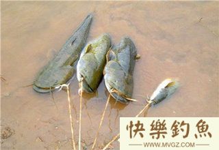 鲫鱼草鱼鲤鱼鲶鱼的找鱼道技巧